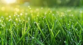 Роса сверкает