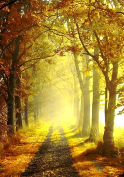 Туман закрыл