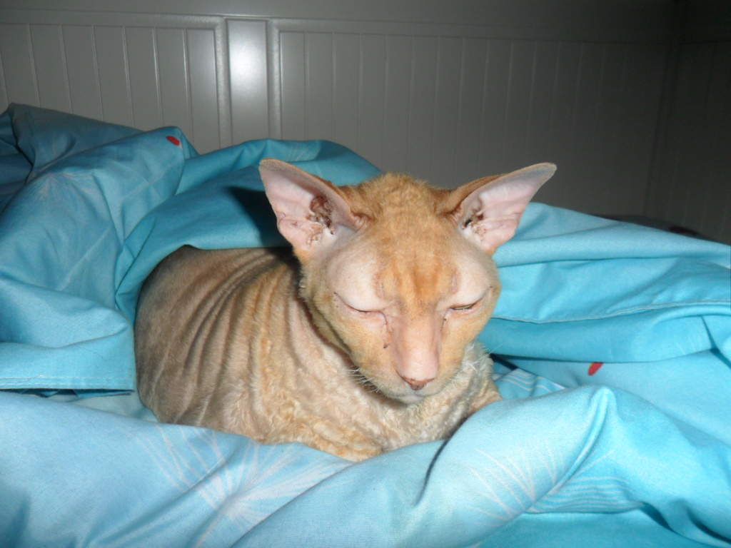 Послушай, Сюзи!