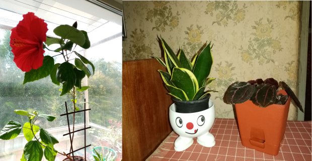 Зеленые домашние питомцы