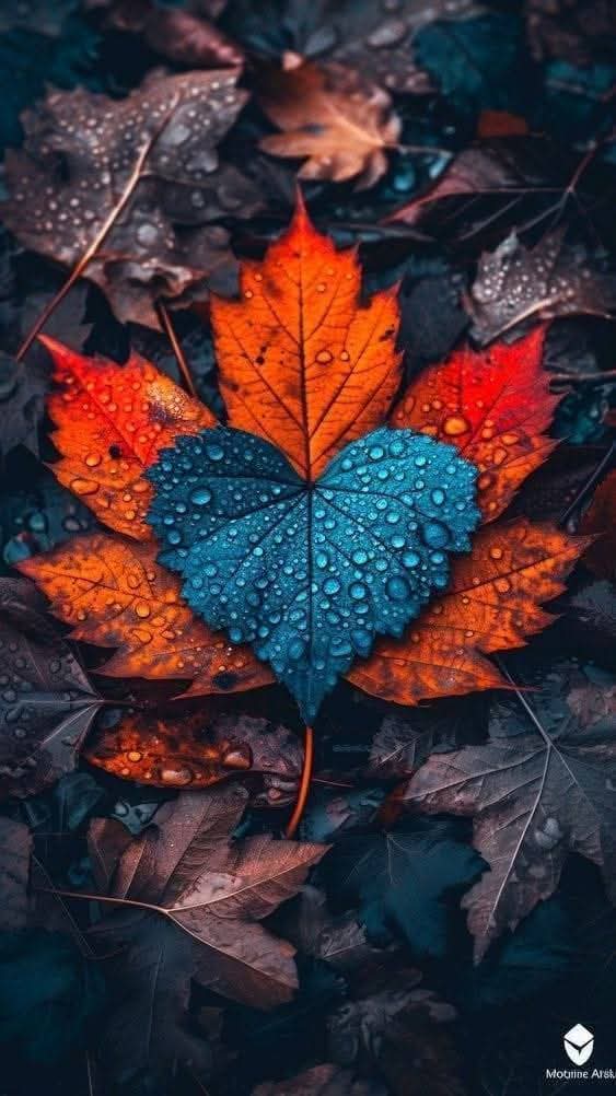 Вот она, Осень...