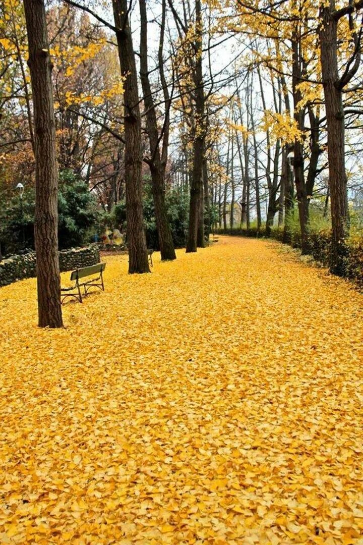 Золото листьев