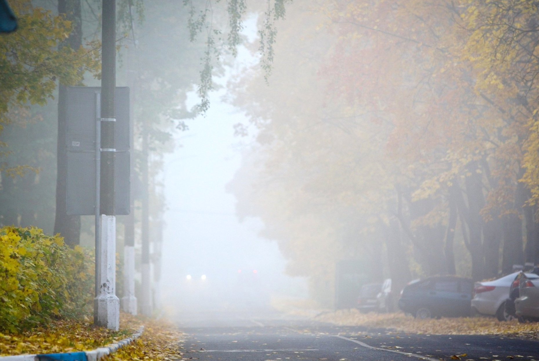 По следу огненной лисы