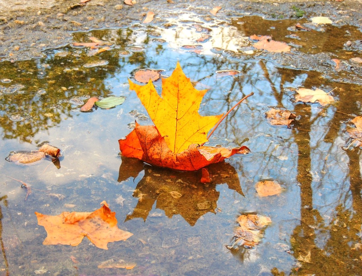 Осень приходит неслышима...