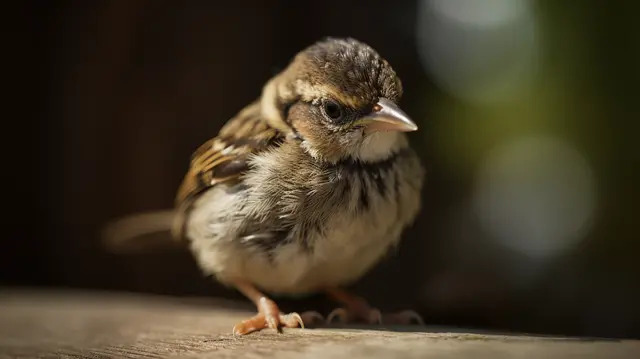 Воробьишка Шустрик