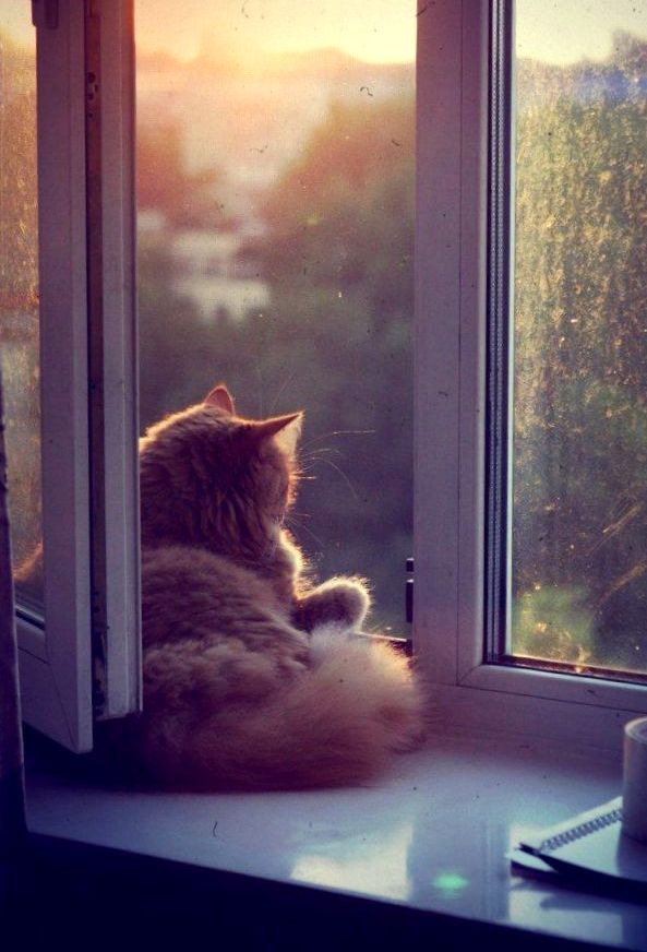 Всё же верю - станет лучше...