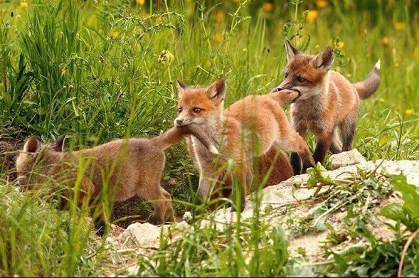 Скованные одной цепью