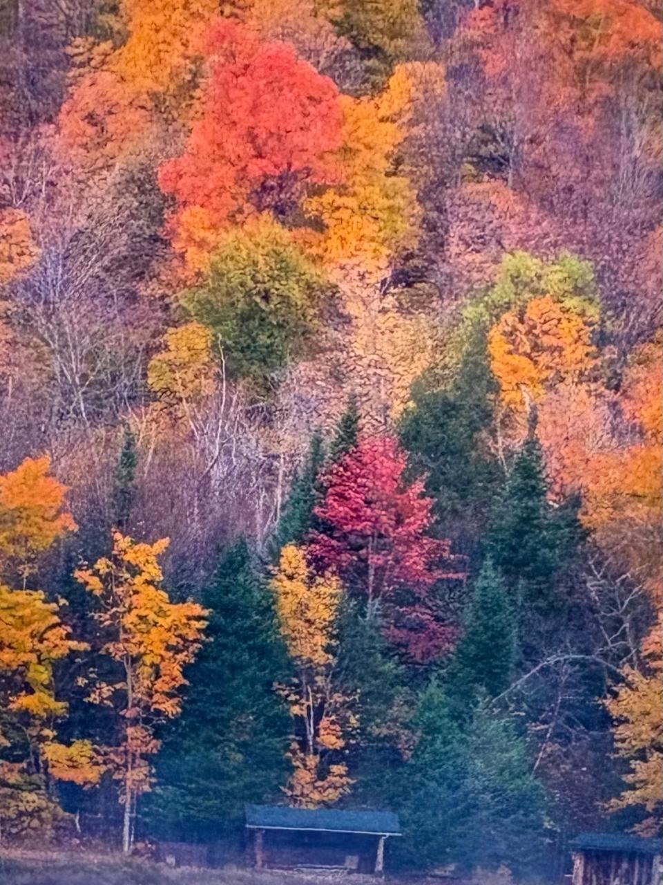 Деревья осени янтарны