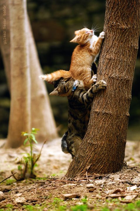 Дружеская поддержка