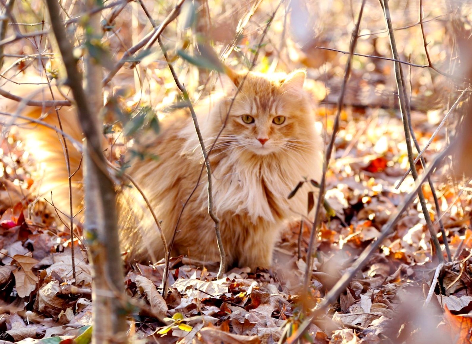 Настал сентябрь. Стою я в рассужденьи...