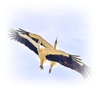 Возвращение Чингисхана