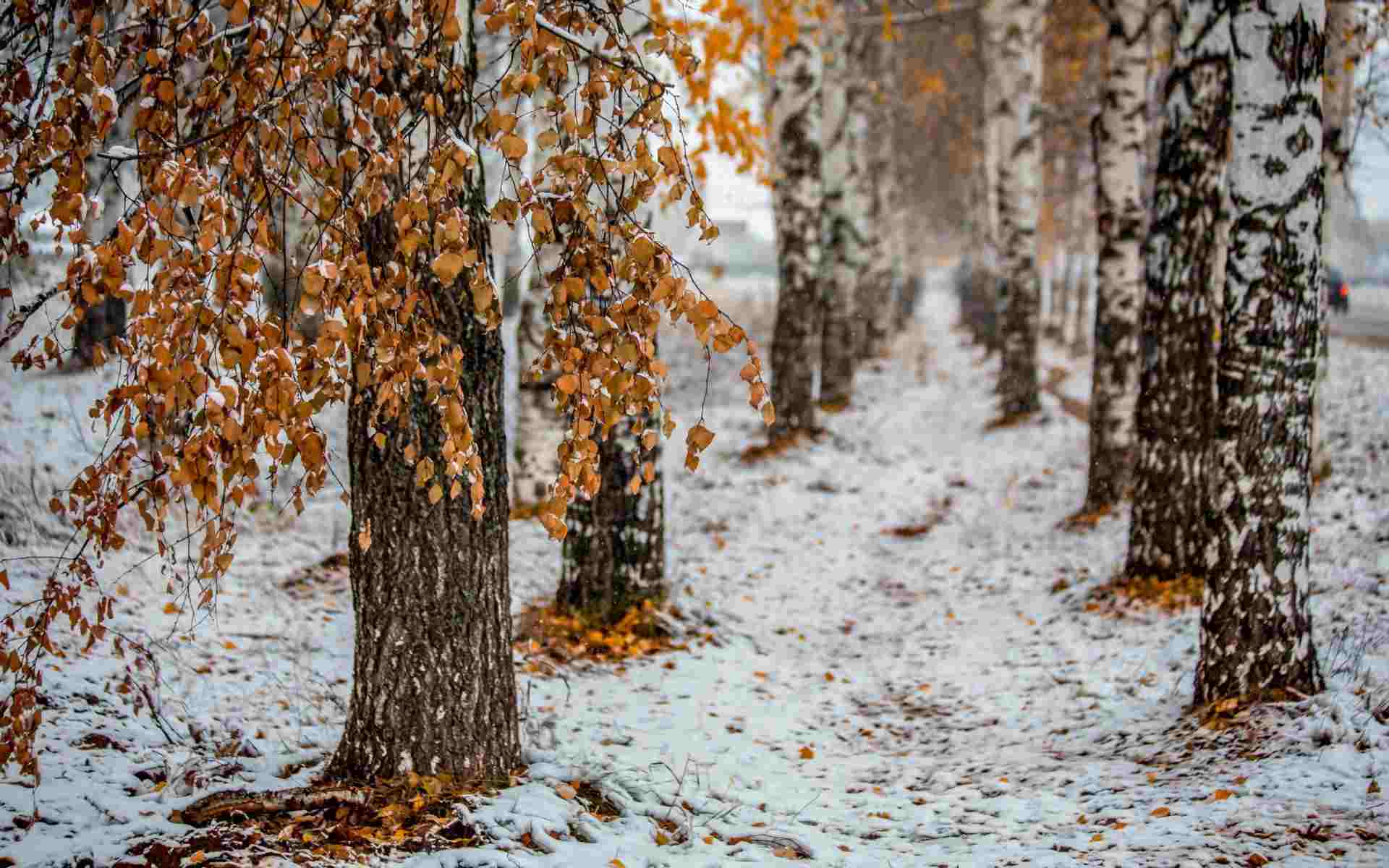 Поздняя осень