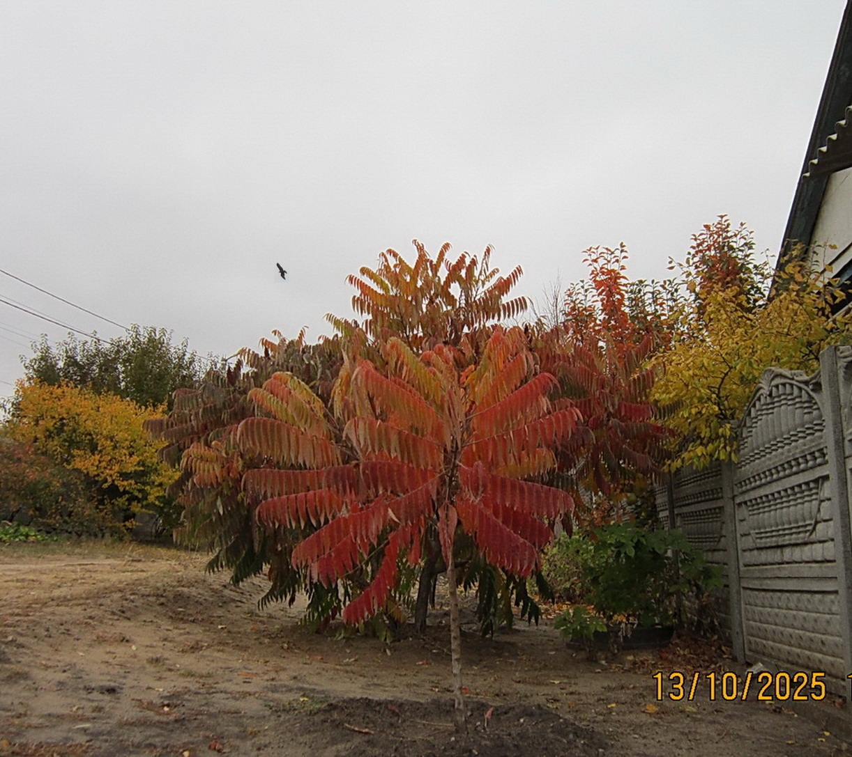 Осень зазолотилась на Тихом Дону