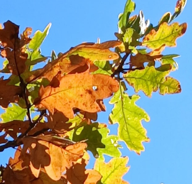 Чудесная осень