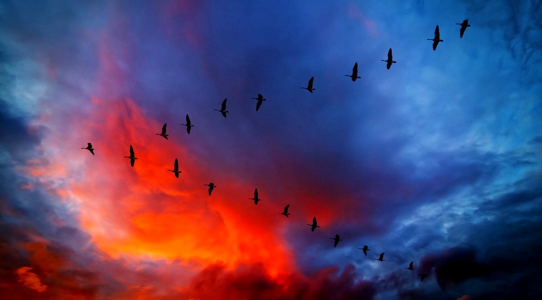 Друзья журавли