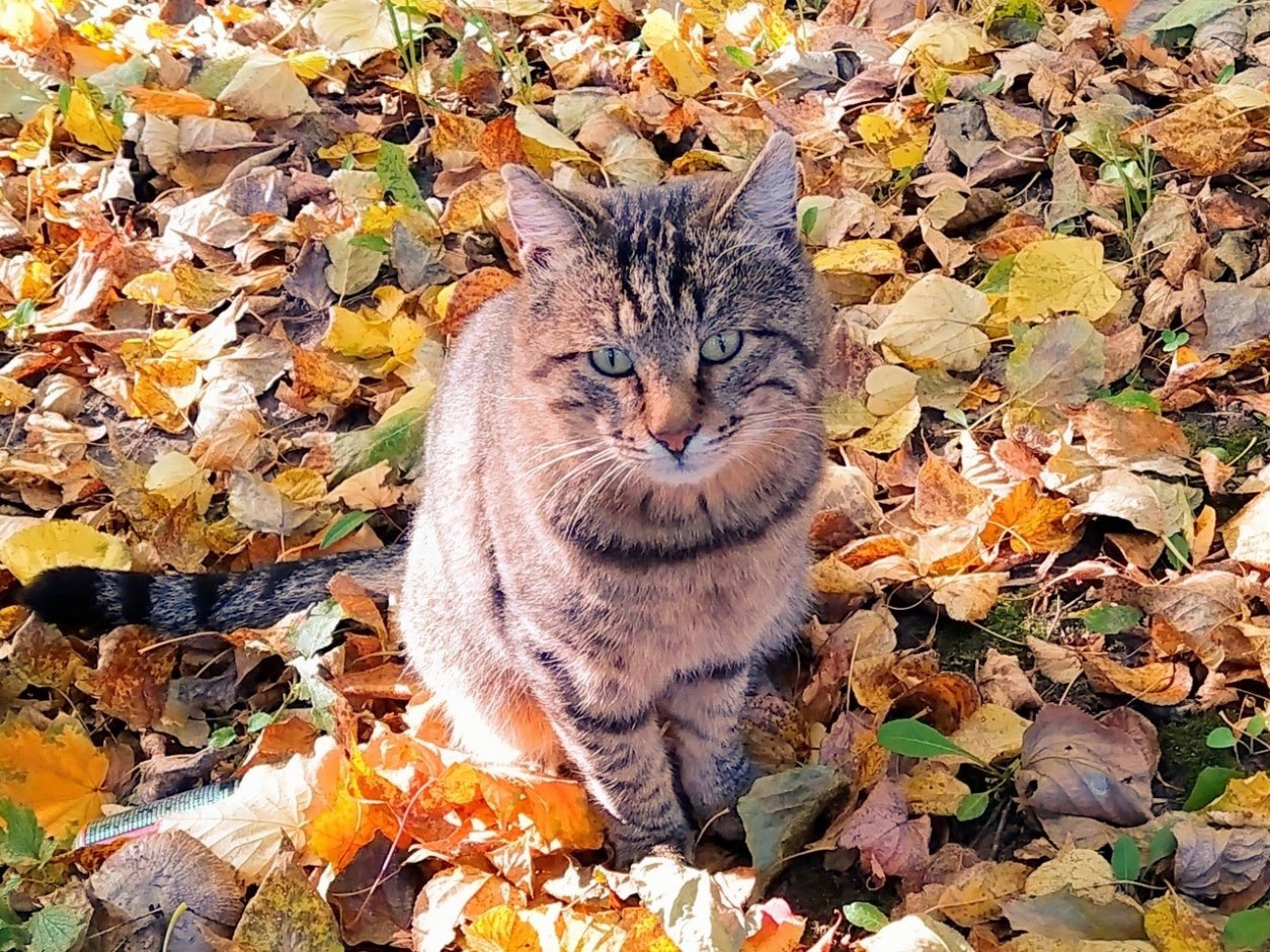 Поэтический автопортрет в приступе самокритики
