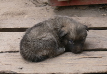 Брошенный щенок