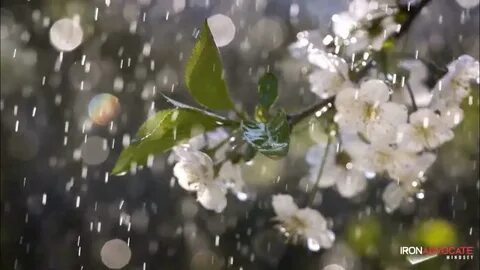 Плакали цветы