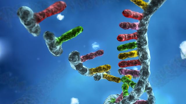 Алгоритм жизни