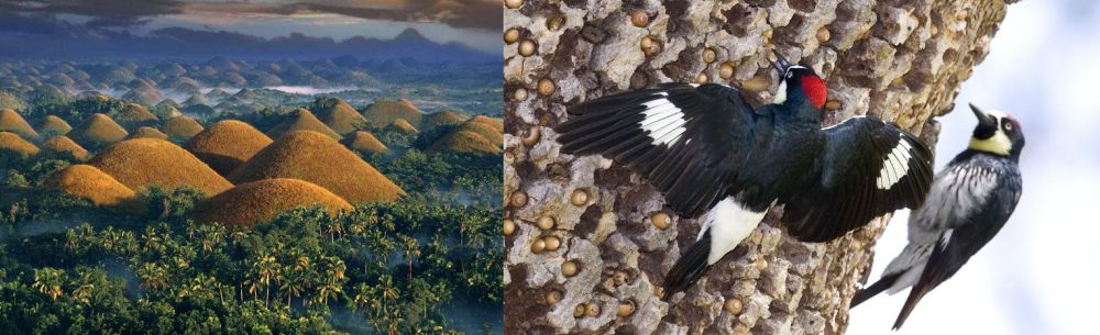 Широколиственные леса когда-то занимали огромные