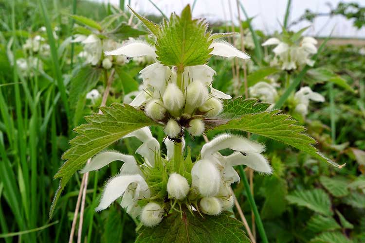 Не срезанные гладиолусы. 4