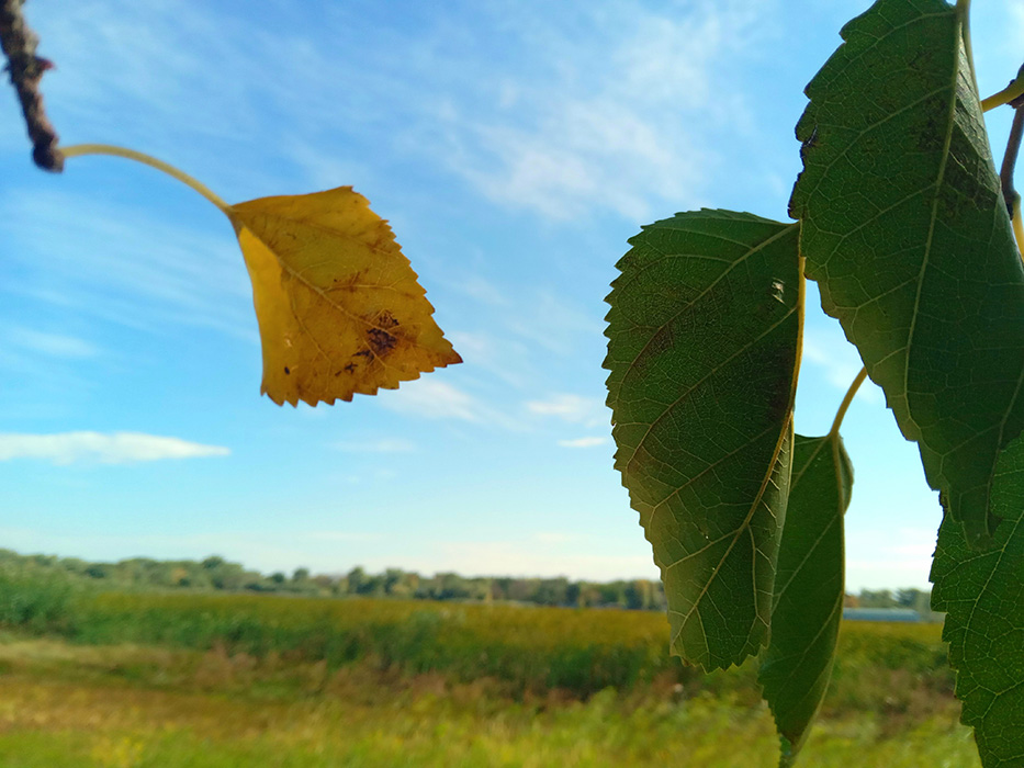 То, что манит