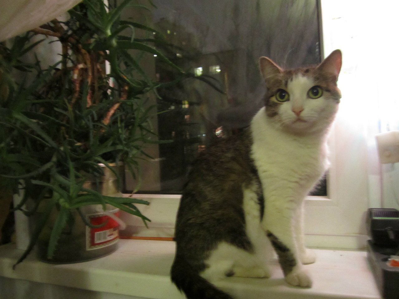 Мышка - это кошка