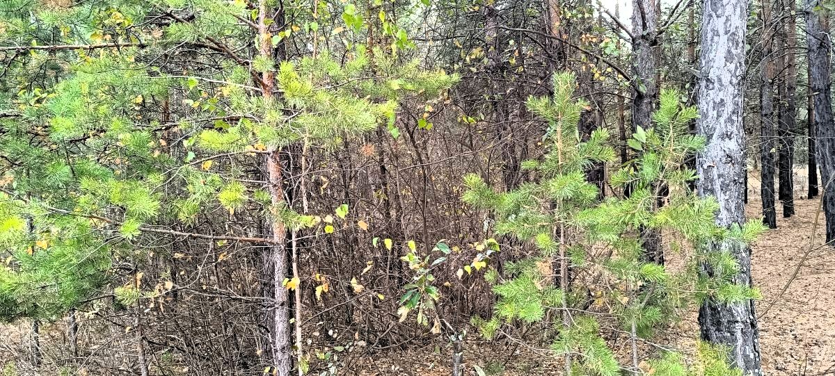 Творчество, как проявление Единого поля