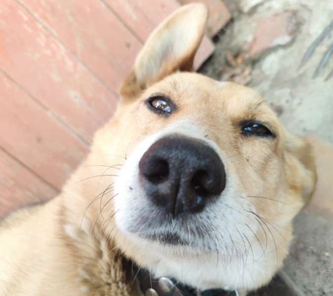 На днях соседа погрызла собака. Своя