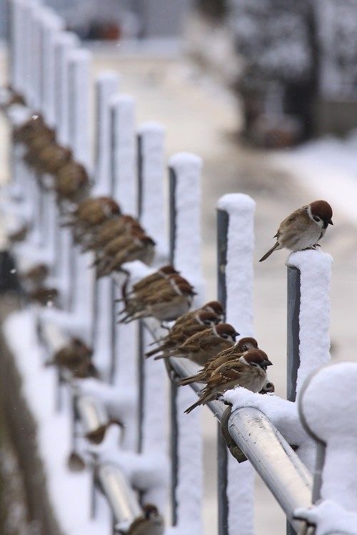 Молчание коллектива