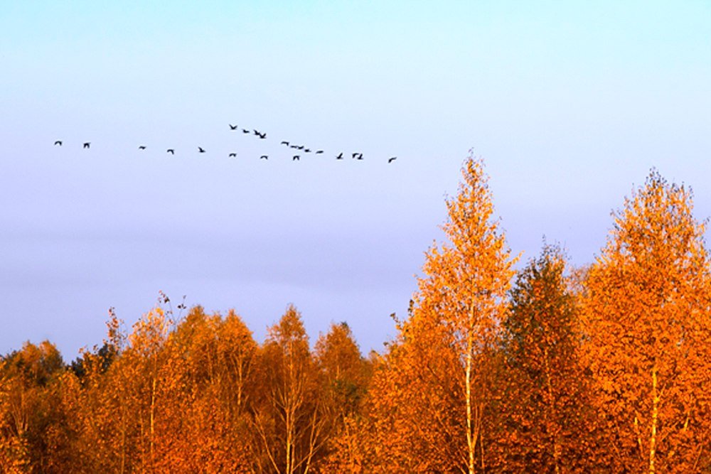 В открытое окно ворвался крик