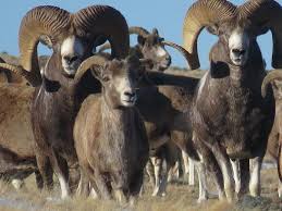 Сидоров как инструмент вандализма