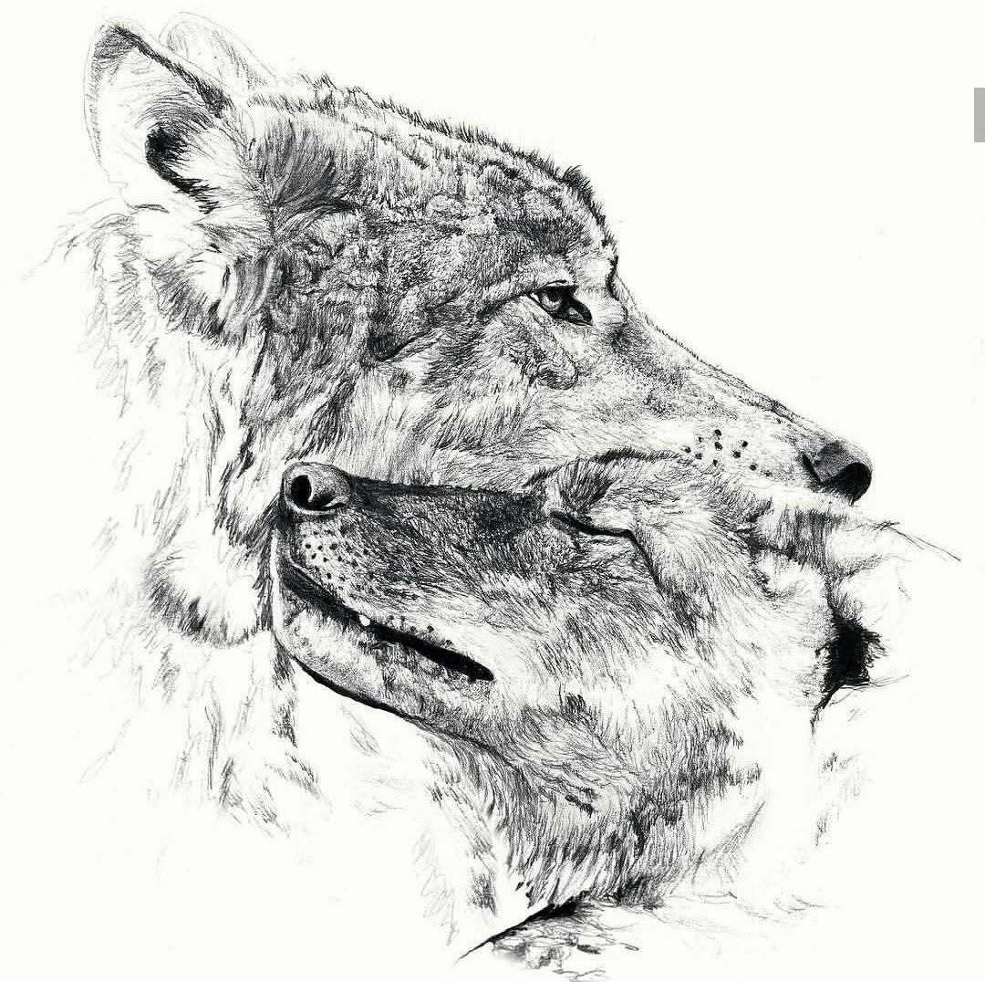 Волчьи заметки на минных полях...