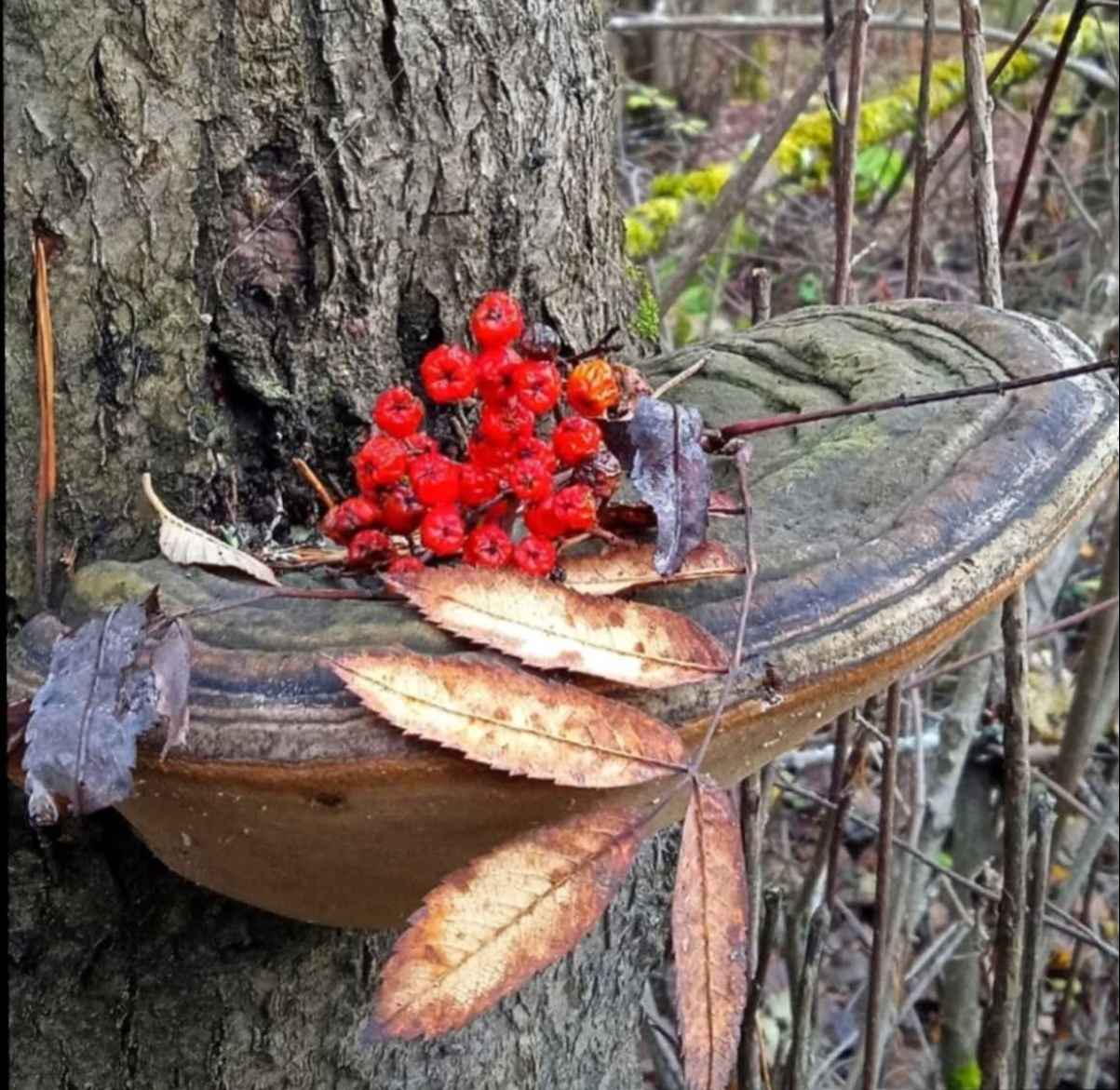 Вновь листопад за калиткой у дома