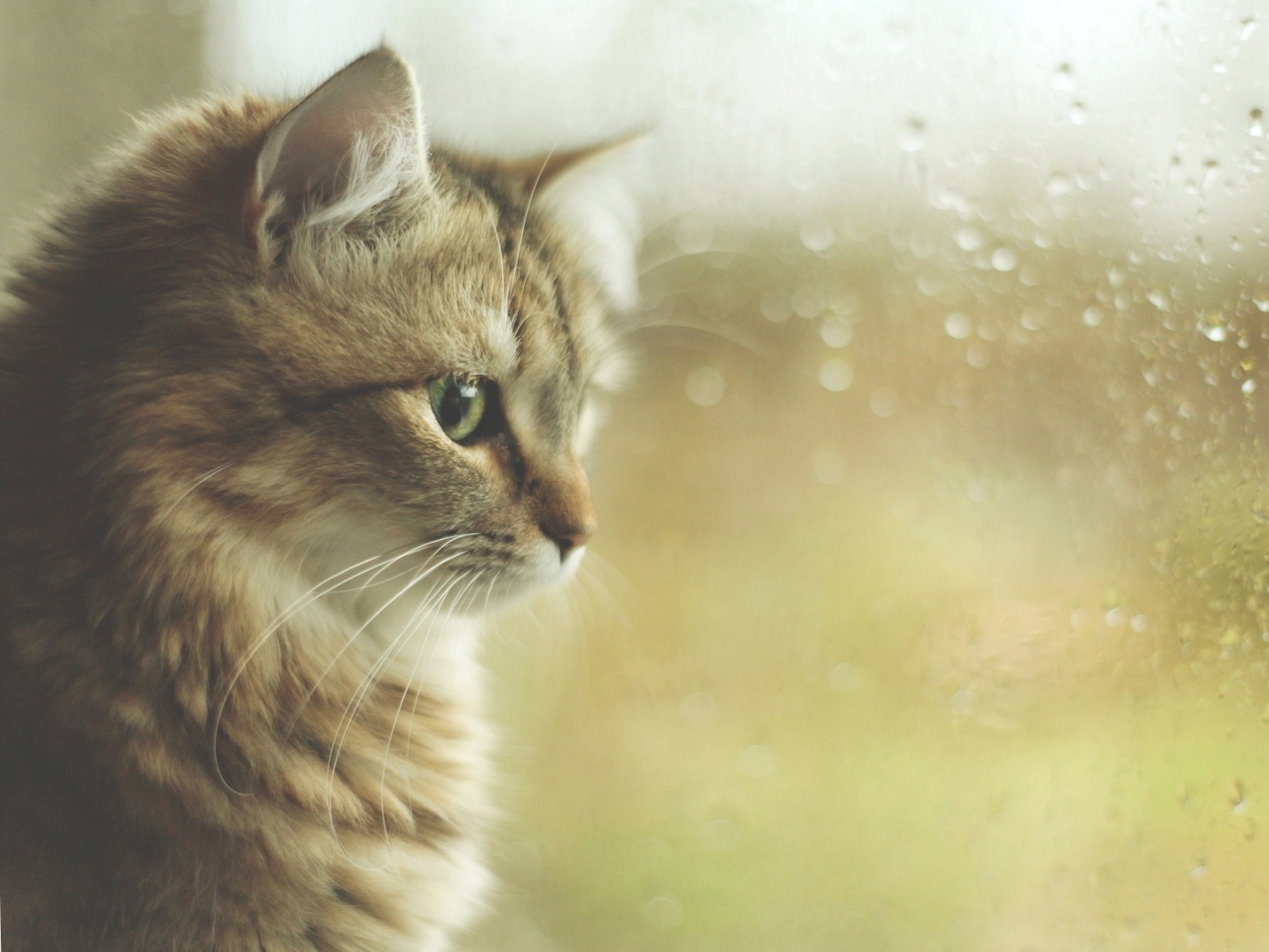 Ветер за форточкой дует...