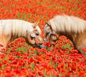 В поле маковом