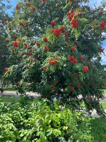 Рябиновые бусы