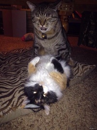 Полюбить полиамора