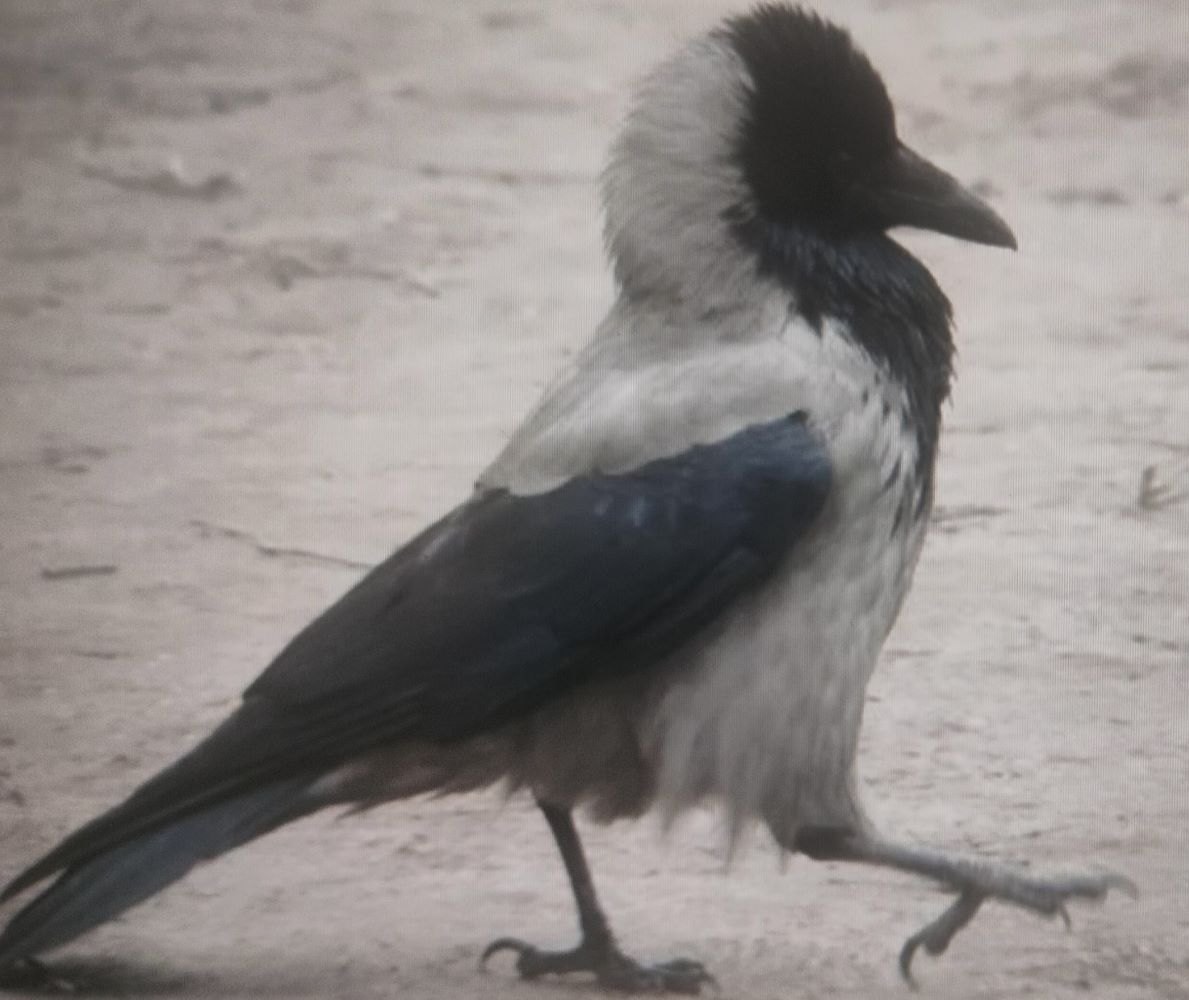 Как слово в сердце отзовётся