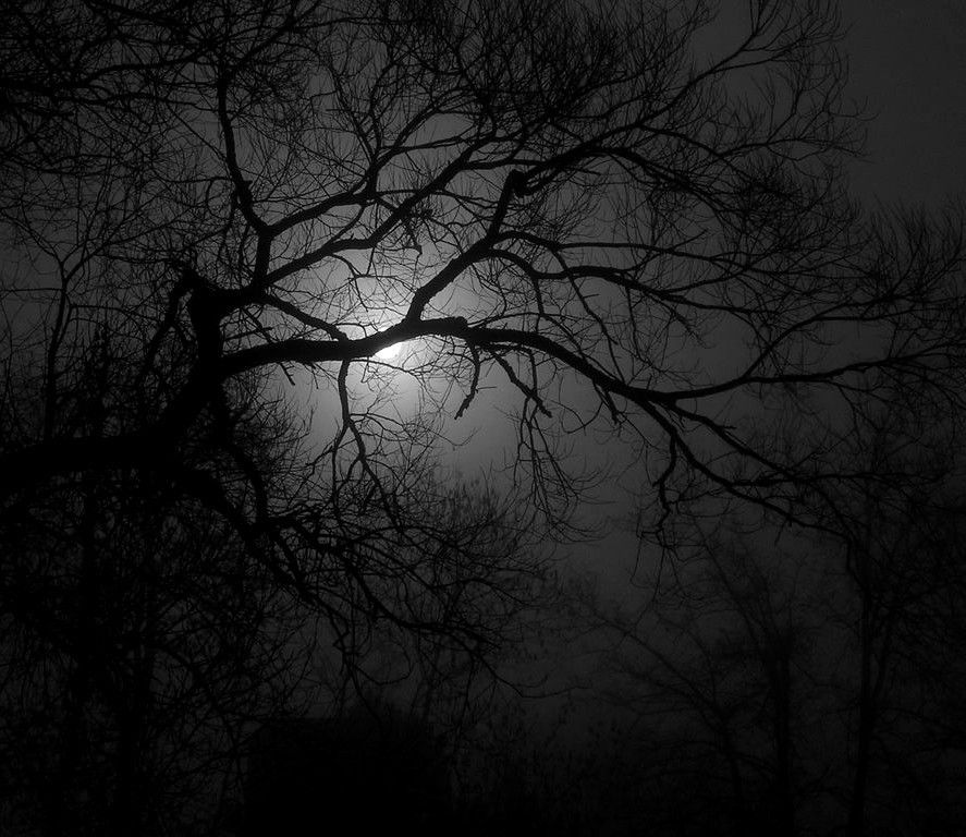 Забытый шёпот старого леса