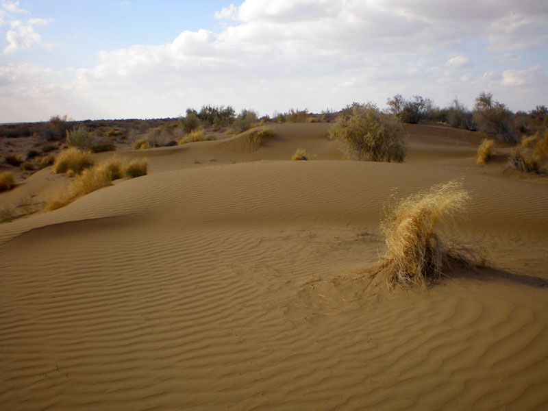 Кызылкум