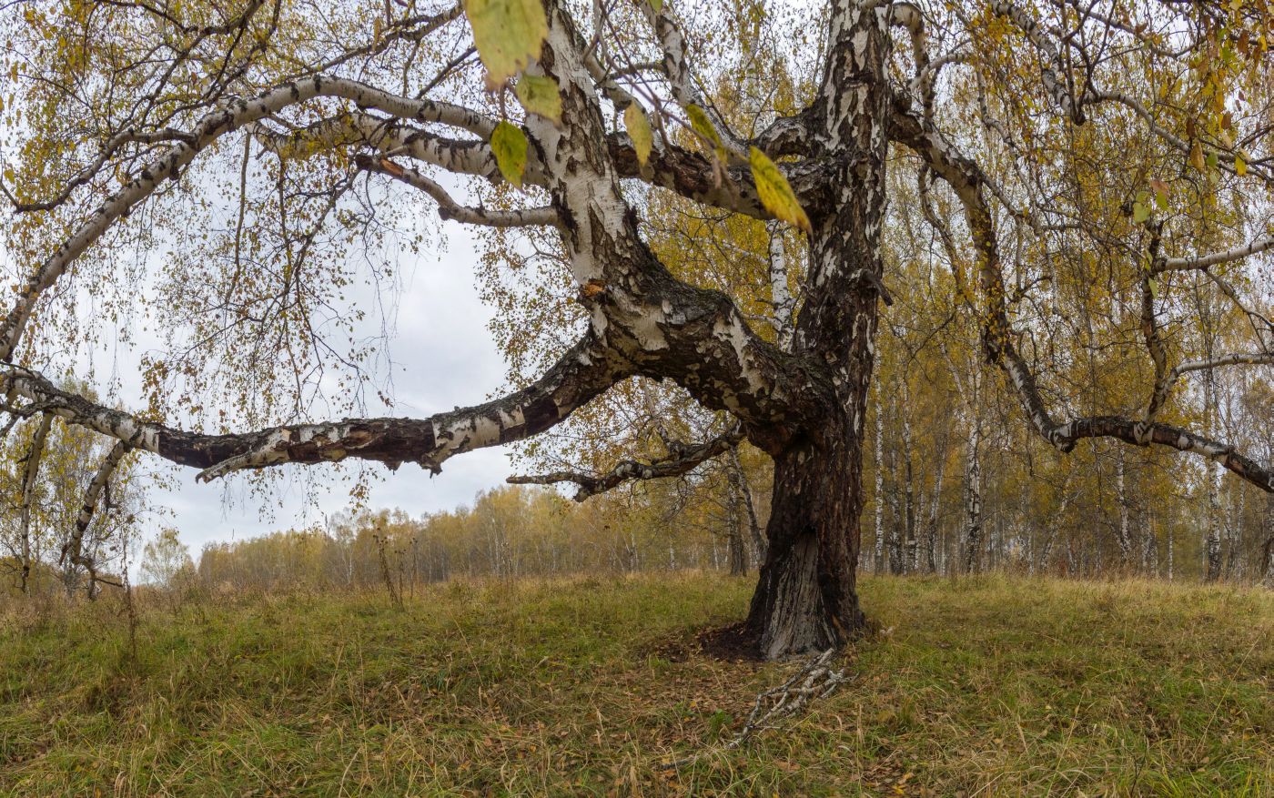 Старая берёза
