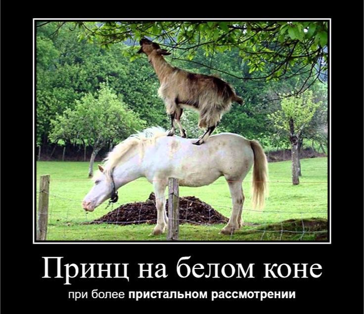 Дожидаюсь принца