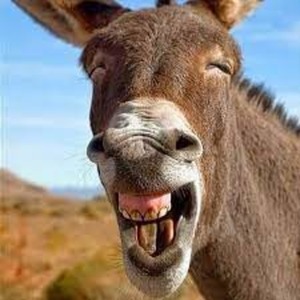 Царица и Осёл