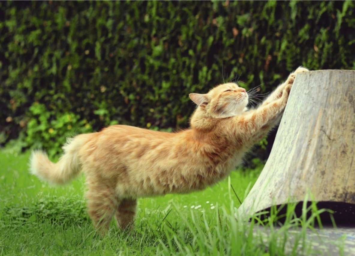 Стихи - чем более напишешь...