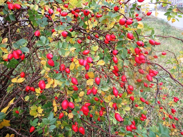 Осеннее кружево ягод шиповника