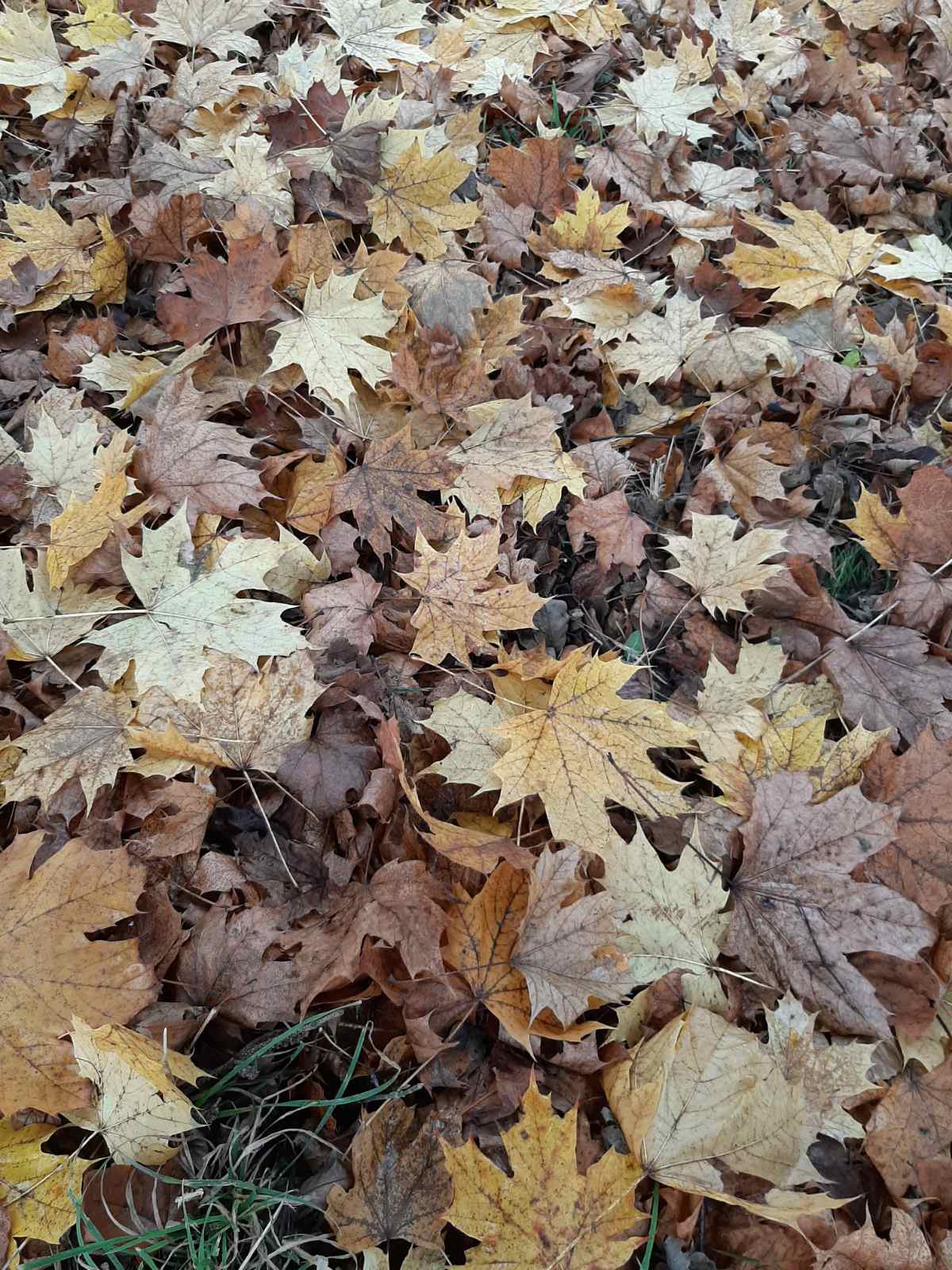 Мантра тихих дней