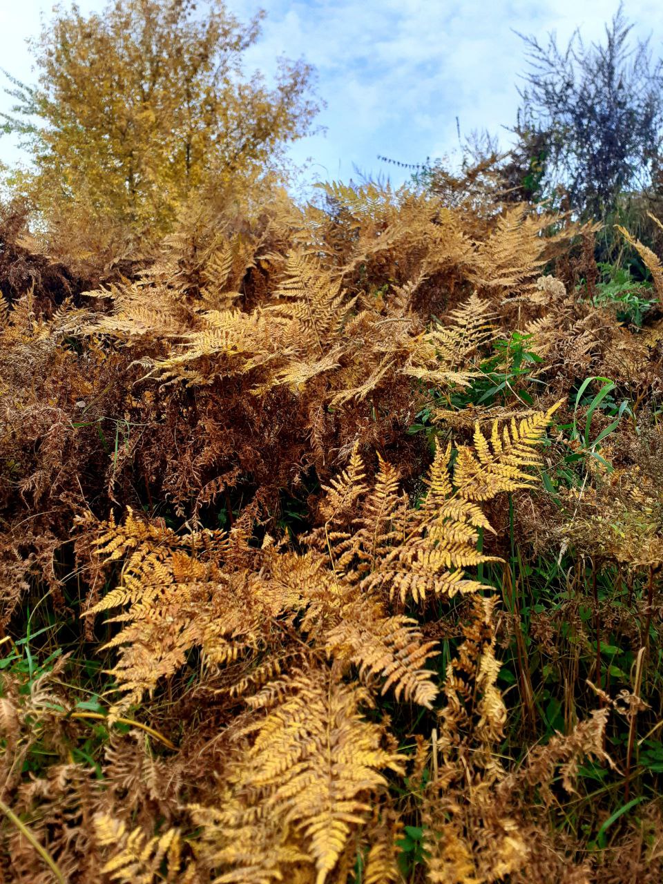 Осенняя грусть