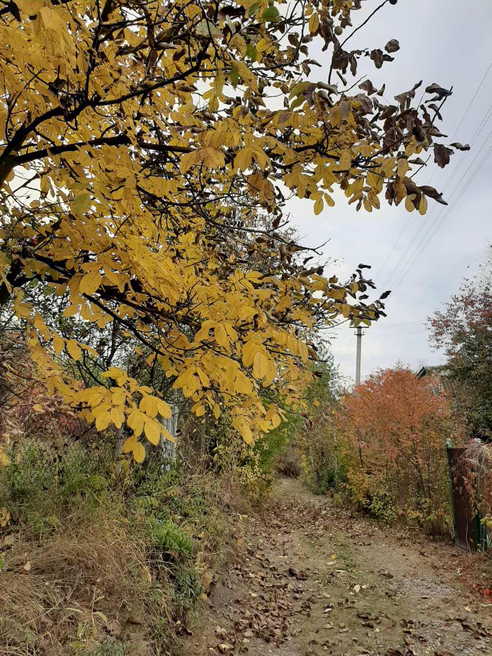 Осень возвращает