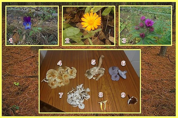 По лесной хвое